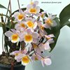 dendrobium farmeri pink